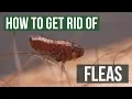 Download Lagu How to Get Rid of Fleas Guaranteed (4 Easy Steps)