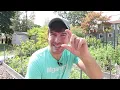 A Farmer s Guide to Mastering Growing Green Beans