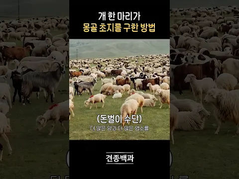 몽골: 따봉 방카르야 고마워