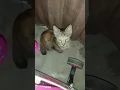 Download Lagu malu malu kucing