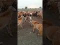 Download Lagu goat fight funny voice #goat #figthing