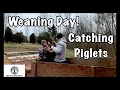 Pastured Pigs Piglet Weaning - Wrestling Piglets