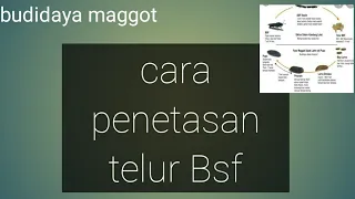 Download cara penetasan telur bsf MP3