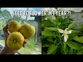 Download Lagu RES - Rapid Evaluation System For Fast Flowers on Citrus Seedlings!
