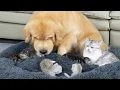 Download Lagu Golden Retriever Reaction To Kittens Occupying His Bed!