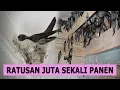 Download Lagu Budidaya Walet Rumahan / Gedung Hasilkan Ratusan Juta Sekali Panen