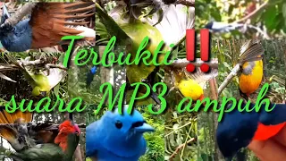 Download SUARA PIKAT MP3 AMPUH‼️SAPU BERSIH SEMUA BURUNG PENGHUNI HUTAN MP3