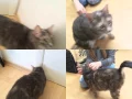 Adopted Dilute Tortie Amelia