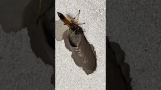 شاهد كيف يبني الدبور او الزنبار بيته من الطين 