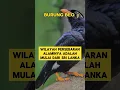 Download Lagu burung beo #burungbeo #shorts