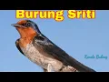 Suara burung Sriti Gacor cocok untuk masteran dan suara pikat