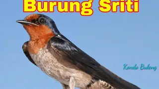 suara burung sriti gacor cocok untuk masteran dan suara pikat