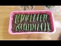 Step Easy Succulents Propagation Crassula Ovata Gollum Jade Plants