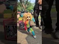 Download Lagu Boneka Agus sedih banget