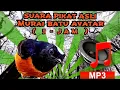 Download Lagu MURAI BATU ASLI AVATAR 🔴 SUARA PIKAT ASLI ( 1 JAM - MP3 )