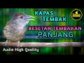 Lagu PANCINGAN KAPAS TEMBAK GACOR FULL BESETAN DAN TEMBAKAN PANJANG KATEM COCOK UNTUK MASTERAN MURAI BATU