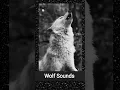 Download Lagu Suara Serigala (suara melolong) ❤️