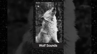 Wolf Sounds Howling Sound 