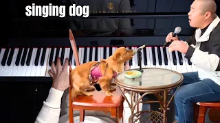 Chinese Man Singing With Dog MEME - Piano Cover Version