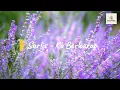 Download Lagu Sarlis Band - Ku Berharap (Official Music Original) 