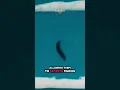 Download Lagu Why Salt Is a Snail’s Worst Nightmare🧂🐌