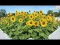 A Beautiful Garden to Slow Down Your Day 🌸 Peaceful Music for Inner Calm and Relaxation