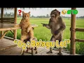 Lagu #010 KOMPILASI  KOCAK OYEN, ONYET #kucinglucu  #kucingangoralucu #cat #funnycat #o2oyenonyet