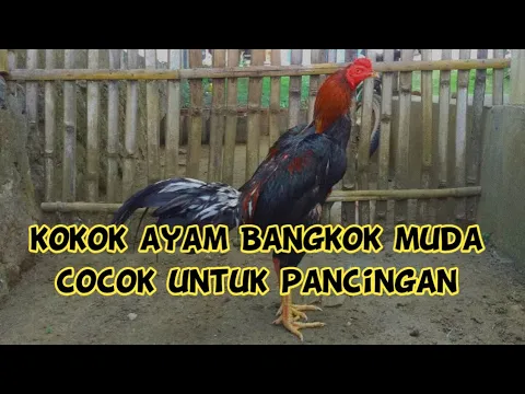 Download MP3 Kokok ayam Bangkok muda. cocok untuk didengar/pancingan. ( serak & merdu )