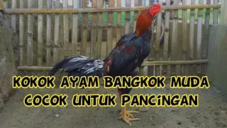 Kokok ayam Bangkok muda. cocok untuk didengar/pancingan. ( serak \u0026 merdu )
