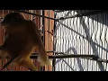 Download Lagu The unique sound of the canary bird calms the mind || bird chirping 