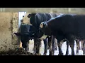 Karns Quality Foods partners with Keystone Farm Future to introduce new Karns beef program