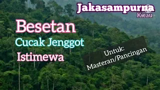 Download Cucak Jenggot Ngamuk Ngebeset-beset Di Pasar Burung MP3