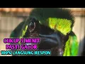Download Lagu Pancingan cucak ijo bahan terbaik pasti ngrespon dan langsung gacor 