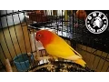 Download Lagu Lovebird Lutino Mata Merah Ngekek Panjang Juara Nasional Presiden Cup