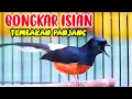 Download Lagu TEMBAKAN TAJAM MURAI BATU BONGKAR ISIAN, PANCINGAN MURAI BATU YANG MACET JADI EMOSI