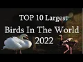 Download Lagu Top 10 Largest Birds in the World 2022 | @NBTOPTEN#shortvideo #LargestBirds
