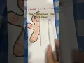A gingerbread man in 2 styles one drawing in 2 styles