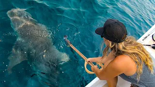 Moreton Bay Bull Sharks, Sand Crabs & Mermaids. Catch & Cook Crab Spring Rolls Ep.21