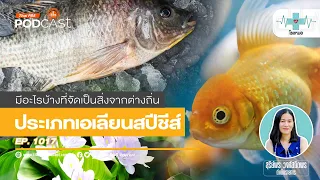เหตุใดนกพิราบจึงกลายเป็นปัญหาในเขตชุมชน