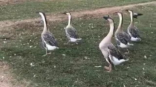  للبيع  وز عراقي للتواصل واتساب       تم البيع  دندنها