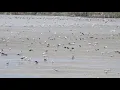 Download Lagu Bird Paradise - Armash Wetlands