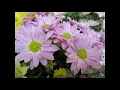 庭の千草　里見義訳詞・アイルランド民謡　The Last Rose of summer