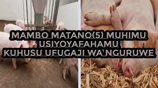 mambo usiyoyafahamu kuhusu ufugaji wa nguruwe 