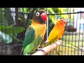 Download Lagu Lovebird Chirping Sounds (8 Hours) - Green Black Masked \u0026 Yellow Pastel MP3