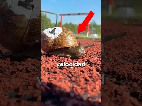 ¿A qué velocidad puede CORRER un CARACOL 100 metros?