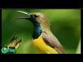 Download Lagu Suara burung sogok ontong cocok buat masteran