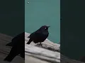 Download Lagu Suara Burung (Kicauan burung terbaik) (Burung hitam)