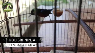Download Masteran kolibri ninja tembakan AK 47 (cocok buat masteran burung anda) MP3