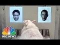 University Of Cambridge Research Sheep Can Be Trained To Recognize Faces NBC News