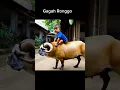 Adu Domba kok dicampur anjing